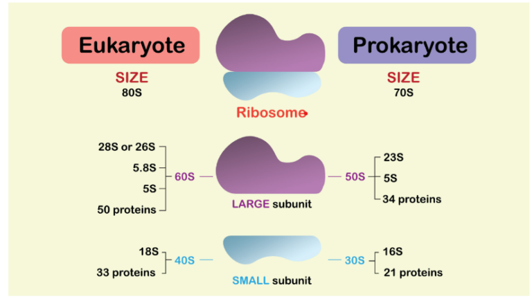 Ribosome Definition Functions And Structure