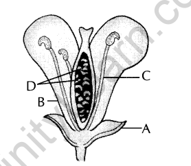 CBSE Sample Papers for Class 9 SA2 Science Solved 2016 Set 13-3