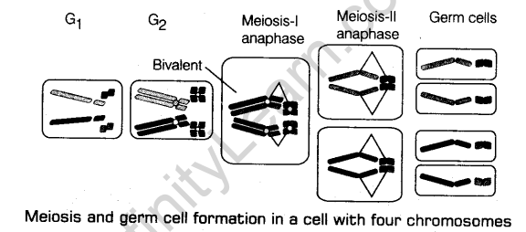 principles-of-inheritance-and-variation-cbse-notes-for-class-12-biology-9