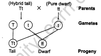 principles-of-inheritance-and-variation-cbse-notes-for-class-12-biology-6