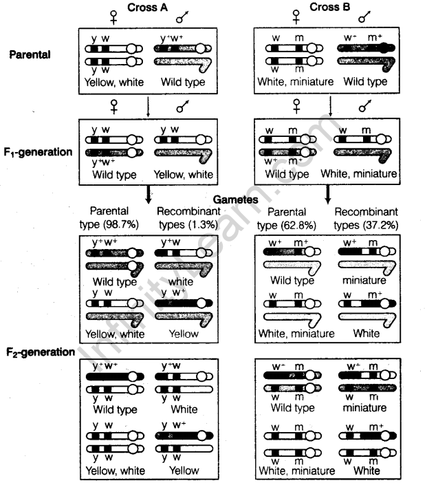 principles-of-inheritance-and-variation-cbse-notes-for-class-12-biology-10