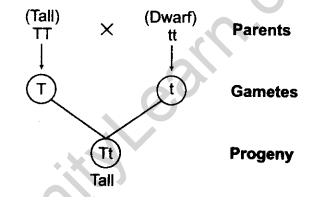 principles-of-inheritance-and-variation-cbse-notes-for-class-12-biology-7