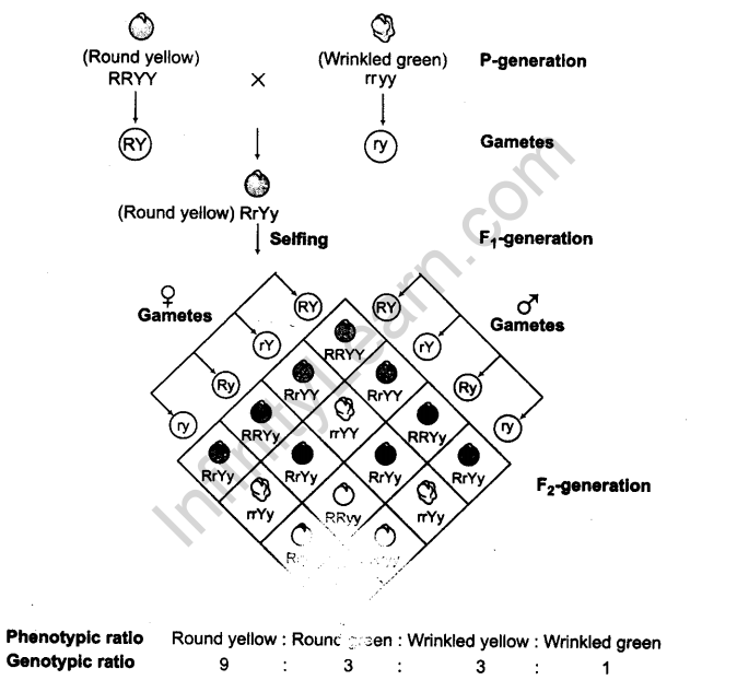 principles-of-inheritance-and-variation-cbse-notes-for-class-12-biology-3