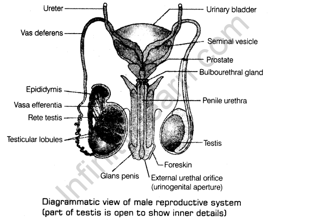 human-reproduction-cbse-notes-class-12-biology-2