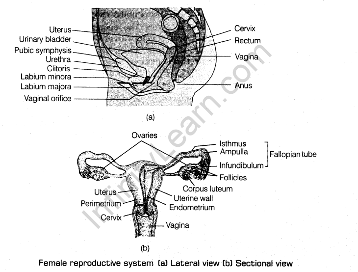 human-reproduction-cbse-notes-class-12-biology-3