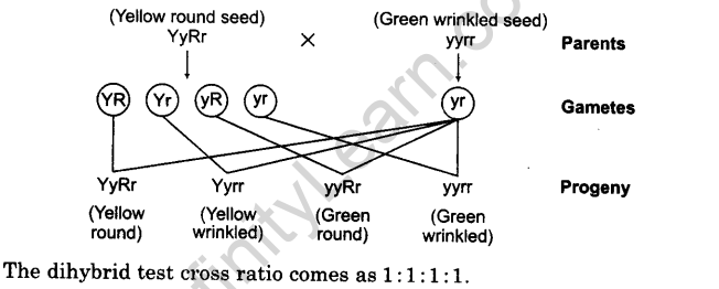 principles-of-inheritance-and-variation-cbse-notes-for-class-12-biology-8