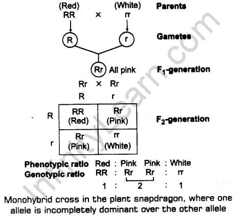 principles-of-inheritance-and-variation-cbse-notes-for-class-12-biology-4