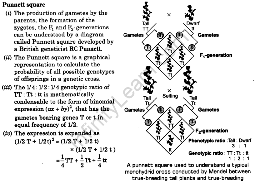 principles-of-inheritance-and-variation-cbse-notes-for-class-12-biology-2