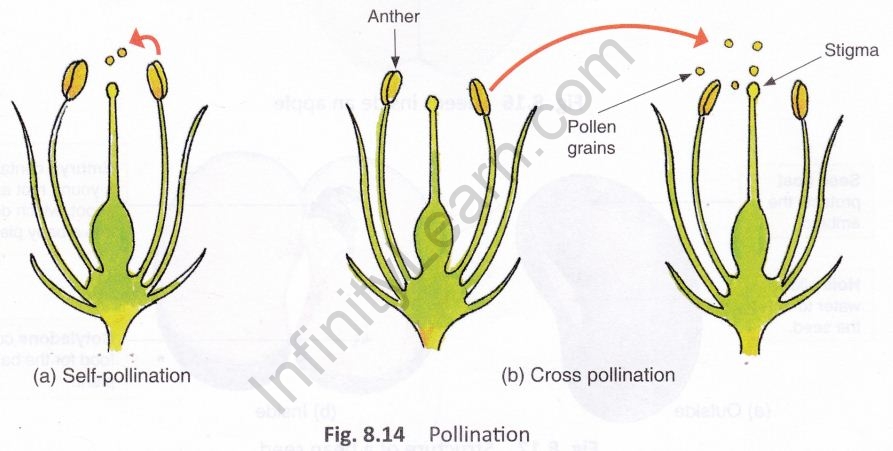 getting-know-plants-cbse-notes-class-6-science-14