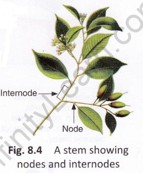 getting-know-plants-cbse-notes-class-6-science-5