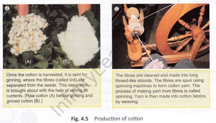 fibre-fabric-cbse-notes-class-6-science-6