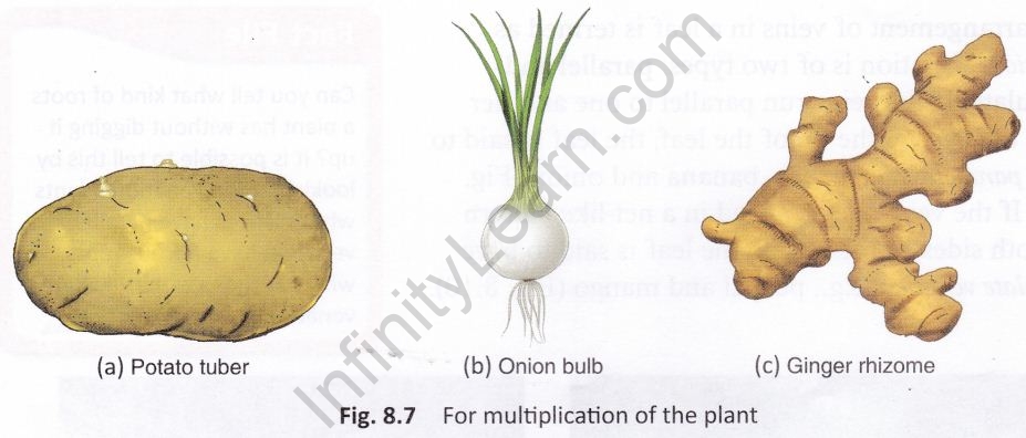 getting-know-plants-cbse-notes-class-6-science-8