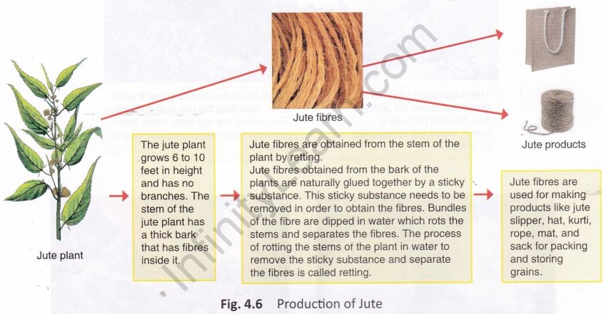 fibre-fabric-cbse-notes-class-6-science-7