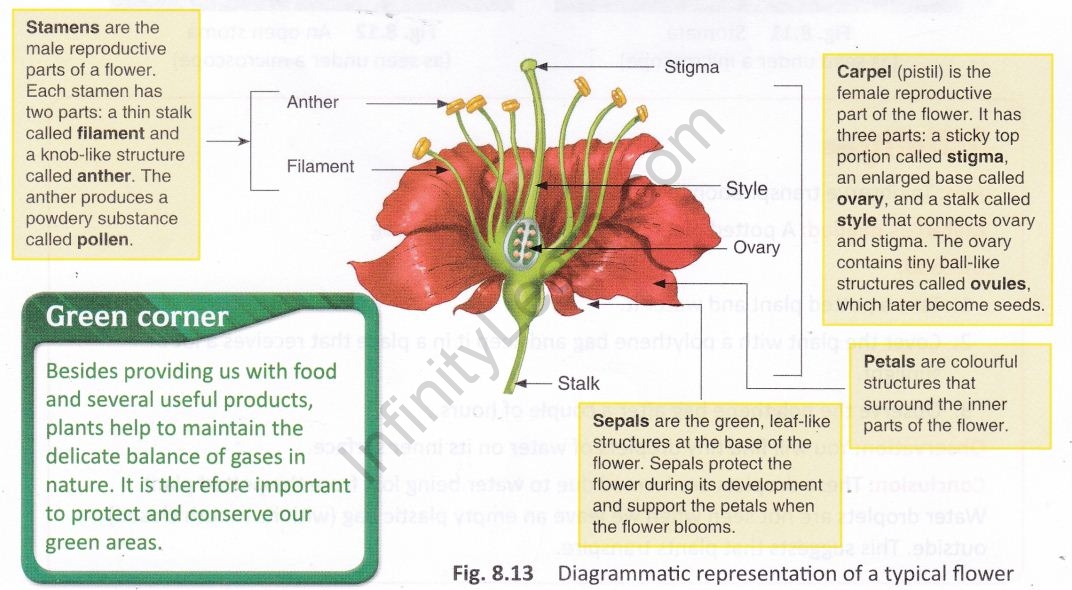 getting-know-plants-cbse-notes-class-6-science-13