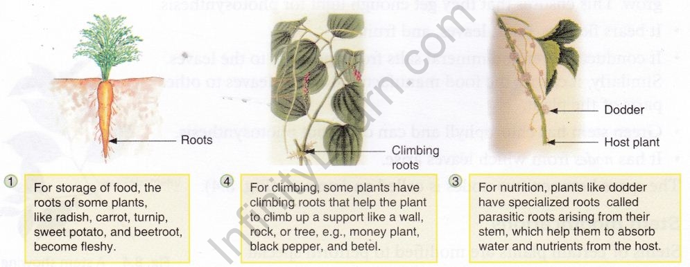getting-know-plants-cbse-notes-class-6-science-3