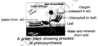 Nutrition in Plants Class 7 Notes Science Chapter 1 3