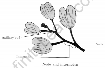 Getting to Know Plants Class 6 Notes Science Chapter 7 5
