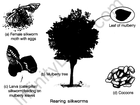 Fibre to Fabric Class 7 Notes Science Chapter 3 3