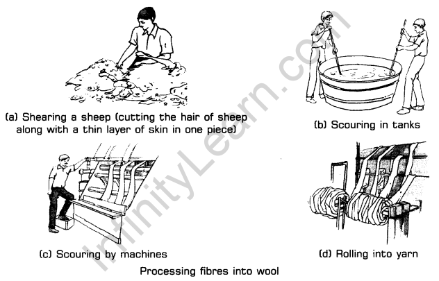 Fibre to Fabric Class 7 Notes Science Chapter 3 1