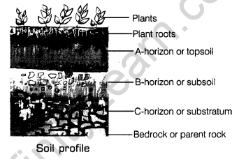 Soil Class 7 Notes Science Chapter 9