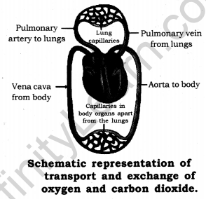 Notes for Class 10 Science Chapter 6 Life Processes