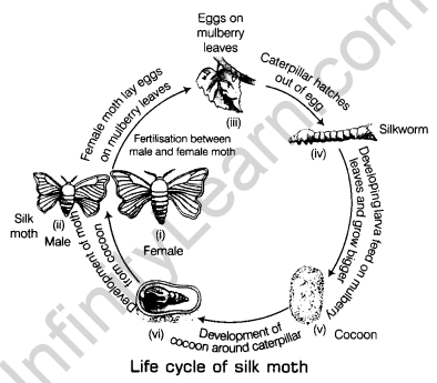 Fibre to Fabric Class 7 Notes Science Chapter 3 2