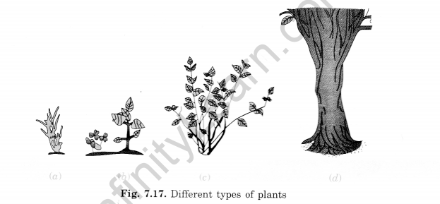 Getting to Know Plants Class 6 Extra Questions Science Chapter 7 - 2