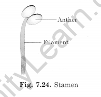 Getting to Know Plants Class 6 Extra Questions Science Chapter 7 - 10