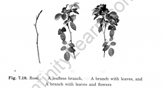 Getting to Know Plants Class 6 Extra Questions Science Chapter 7 - 3