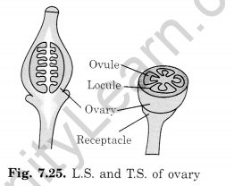 Getting to Know Plants Class 6 Extra Questions Science Chapter 7 - 11