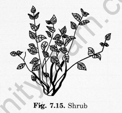 Getting to Know Plants Class 6 Extra Questions Science Chapter 7 - 1