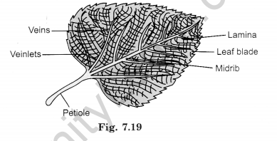 Getting to Know Plants Class 6 Extra Questions Science Chapter 7 - 4