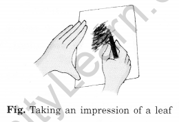 Getting to Know Plants Class 6 Extra Questions Science Chapter 7 - 5