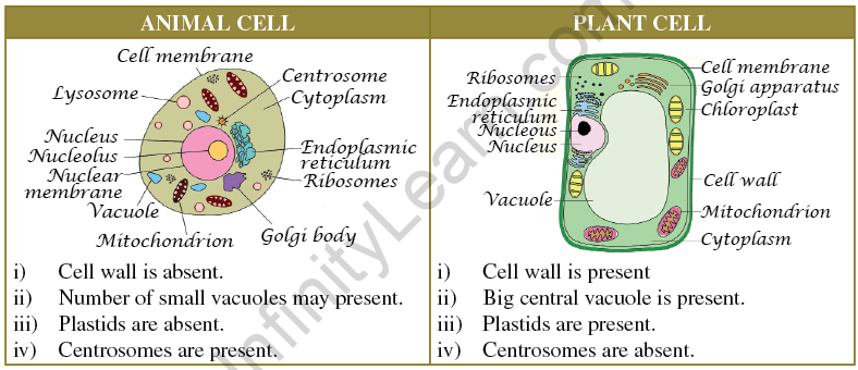 NCERT Solution Class 8 Science Chapter 8 Cell – Structure and Functions