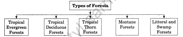 Class 11 Geography Notes Chapter 5 Natural Vegetation 1