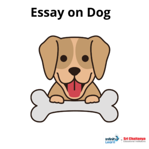Long and Short Essay on My Pet Dog in English for Children and Students