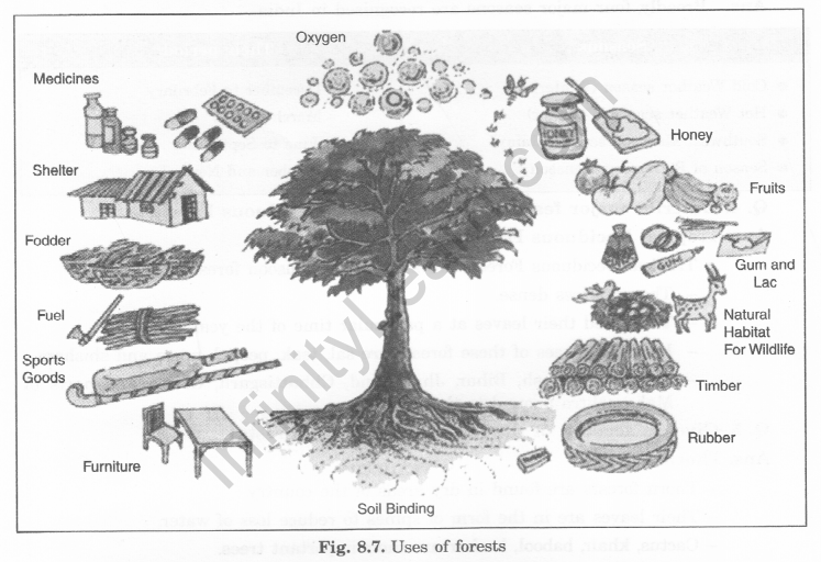 India Climate Vegetation and Wildlife Class 6 Extra Questions Geography Chapter 8 S - Q7