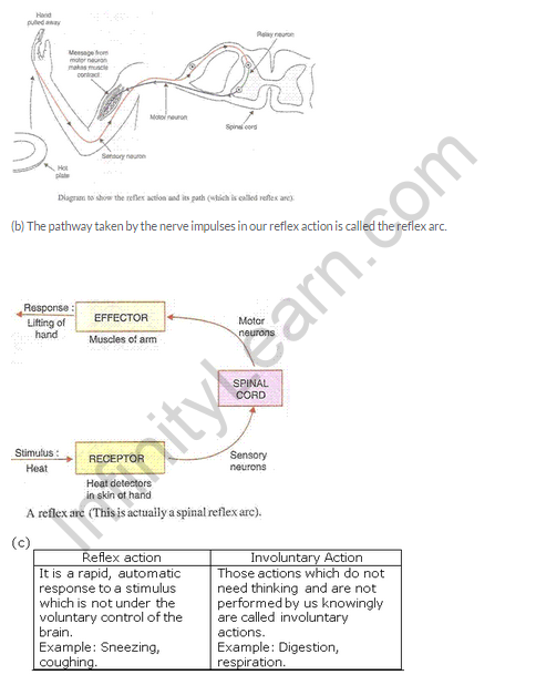 Lakhmir Singh Biology Class 10 Solutions Control and Coordination 11