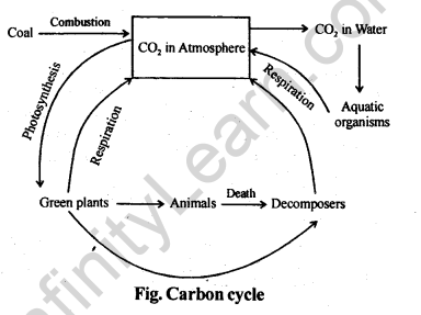 NCERT Solutions For Class 12 Biology Ecosystem Q13