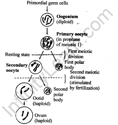 NCERT Solutions For Class 12 Biology Human Reproduction Q12