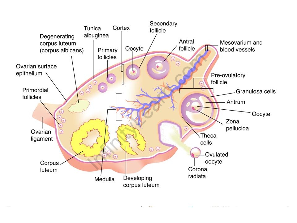 NCERT Solutions For Class 12 Biology Human Reproduction Q13