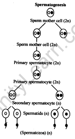 NCERT Solutions For Class 12 Biology Human Reproduction Q6