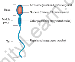 NCERT Solutions For Class 12 Biology Human Reproduction Q9
