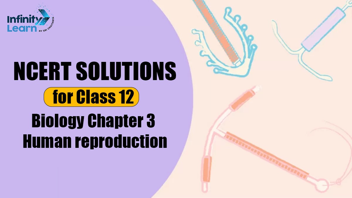 NCERT Solutions for Class 12 Biology Chapter 3 Human reproduction