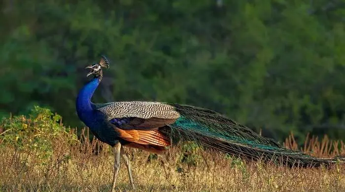 Peacock image