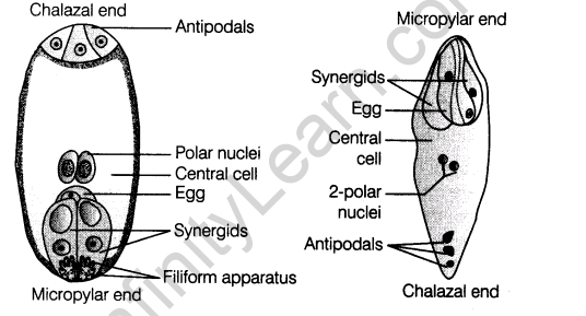 important-questions-for-class-12-biology-cbse-flower-and-its-parts-t-2-7