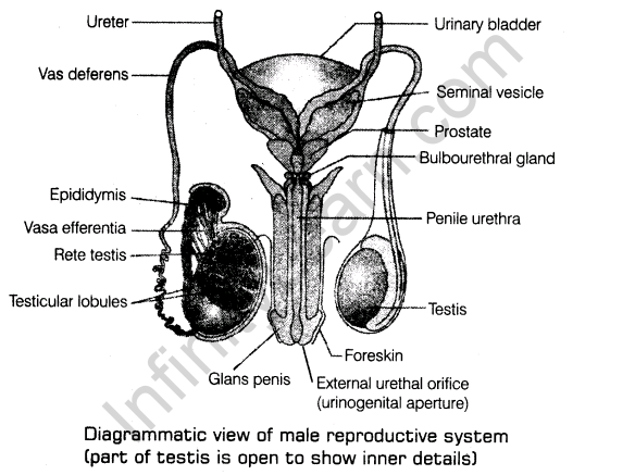important-questions-for-class-12-biology-cbse-reproductive-systems-t-3-2