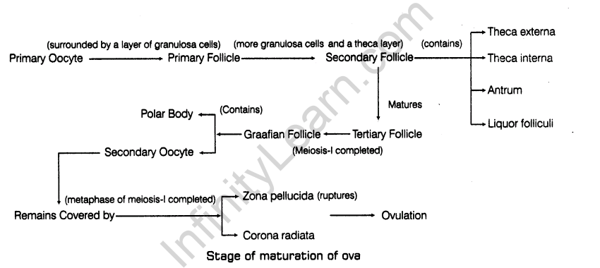 important-questions-for-class-12-biology-cbse-gametogenesis-t-32-5