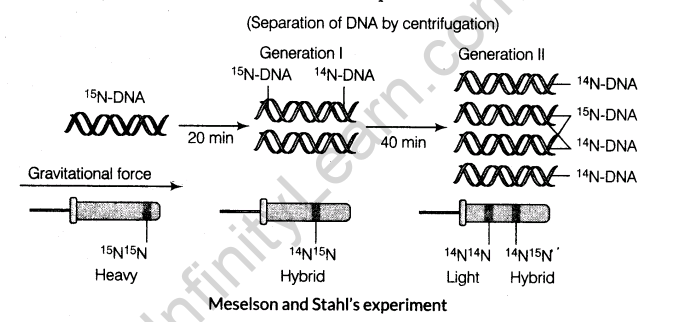 important-questions-for-class-12-biology-cbse-the-dna-and-rna-world-t-6-7