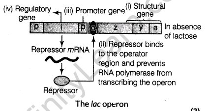 important-questions-for-class-12-biology-cbse-genetic-code-human-genome-project-and-dna-fingerprinting-t-62-13